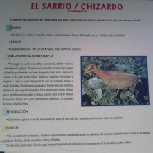 Fauna pirenaica: "El Sarrio"